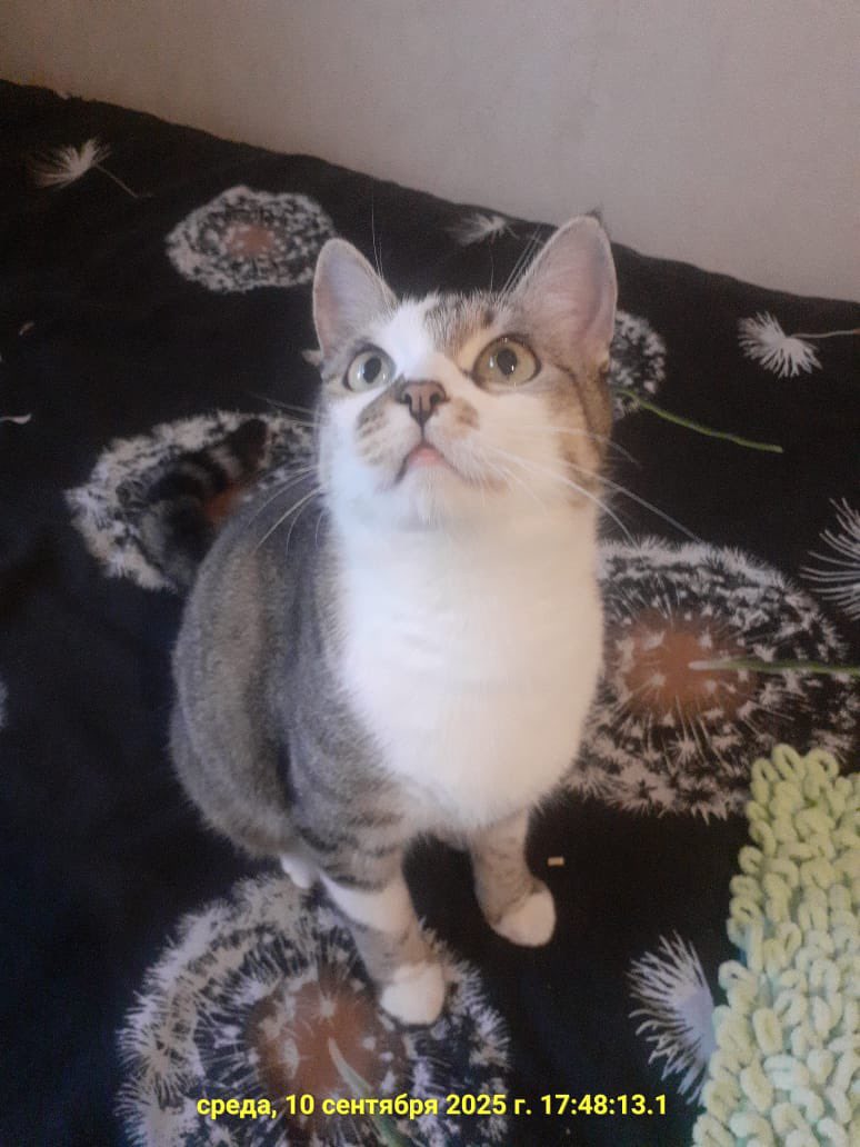 teacherrka's tweet image. Друзья! Сделайте мне новогодний подарок и поретвитьте со всей силы эту милашку! 🫶🏻 Москва! 

Ласковая, без инфекций, следит за лоточком, все дела туда!! Любит сидеть на коленочках и целоваться 🥰

Родители, найдитесь!! 

Лилия 89099160820