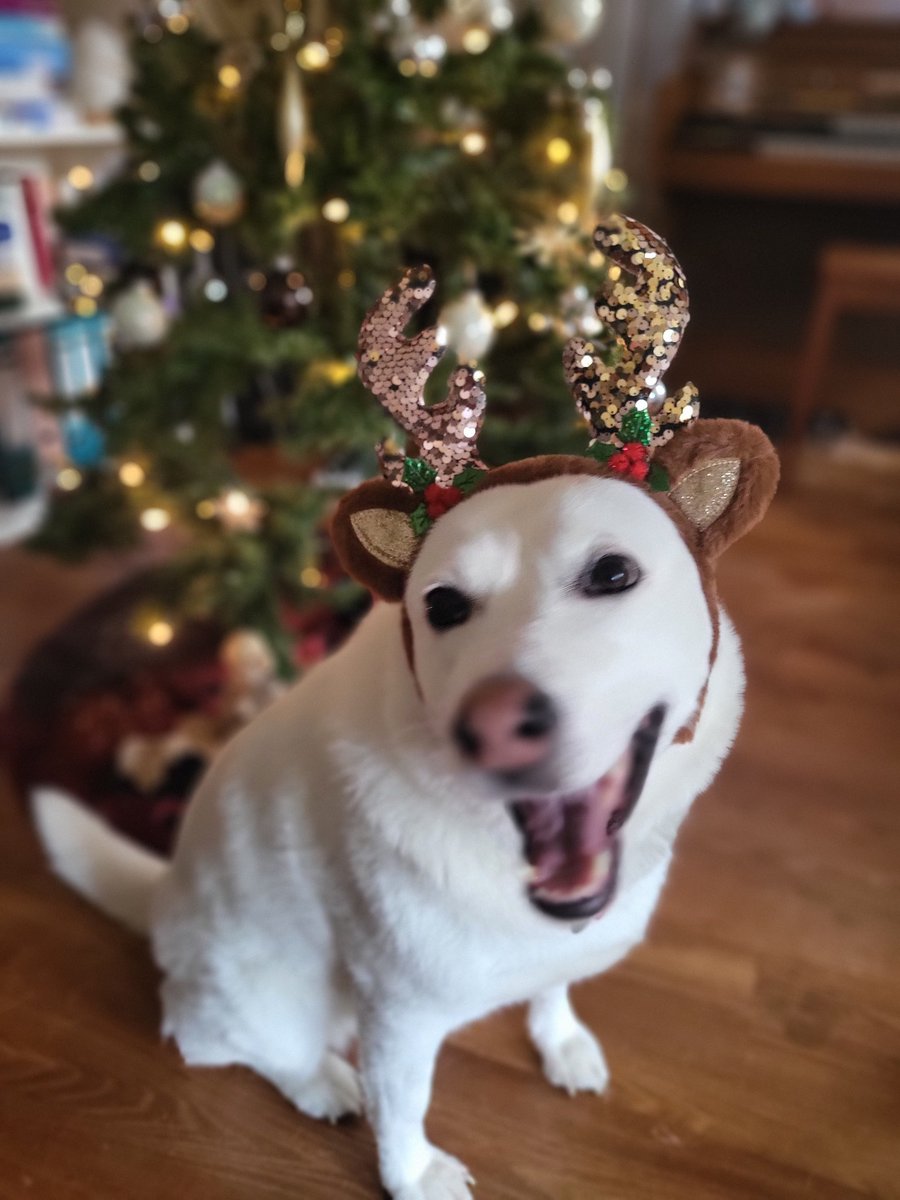 __Mayaline__'s tweet photo. Fröhliche Weihnachten euch allen 😁 https://t.co/3bPlE7ARlL