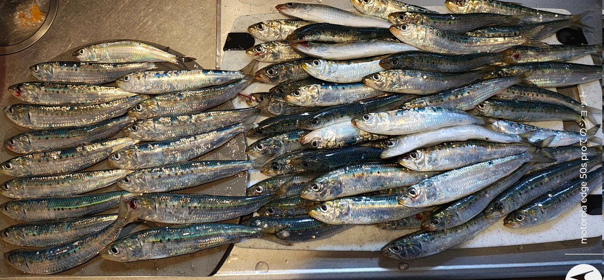KITO0088's tweet photo. いわき市小名浜は今日も好調でした！
#いわき市小名浜　#釣り　#Fishing　#イワシ　#アジ　#サビキ　#魚 https://t.co/SP4wrDEPlb