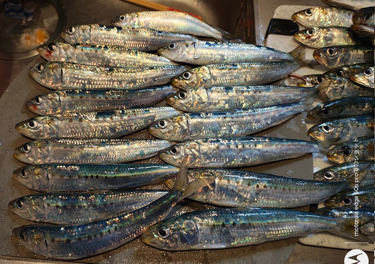 KITO0088's tweet photo. いわき市小名浜は今日も好調でした！
#いわき市小名浜　#釣り　#Fishing　#イワシ　#アジ　#サビキ　#魚 https://t.co/SP4wrDEPlb