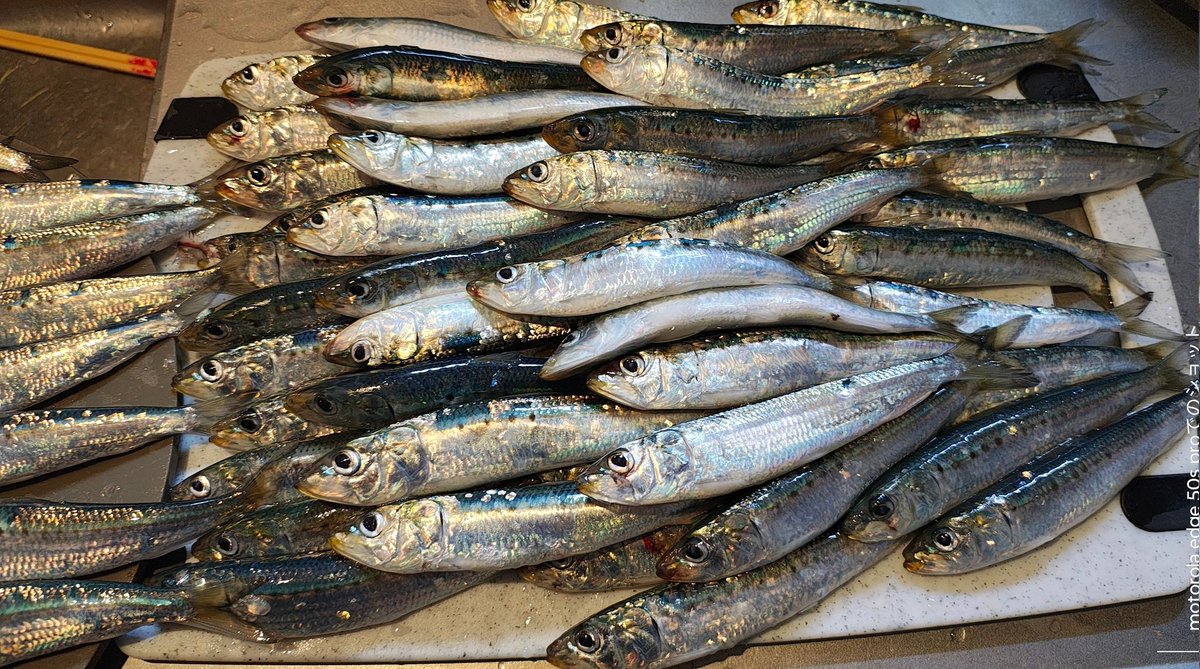 KITO0088's tweet photo. いわき市小名浜は今日も好調でした！
#いわき市小名浜　#釣り　#Fishing　#イワシ　#アジ　#サビキ　#魚 https://t.co/SP4wrDEPlb