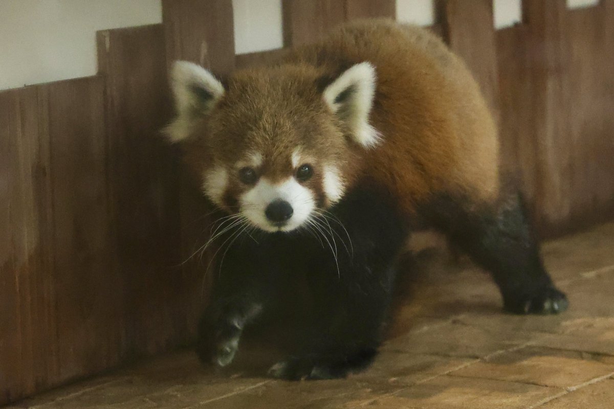 くまぱん (@panpanda145) / Posts / X