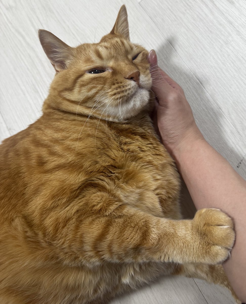 とらまるくん🐈 (@toramaru_1120) / Posts and Replies / X