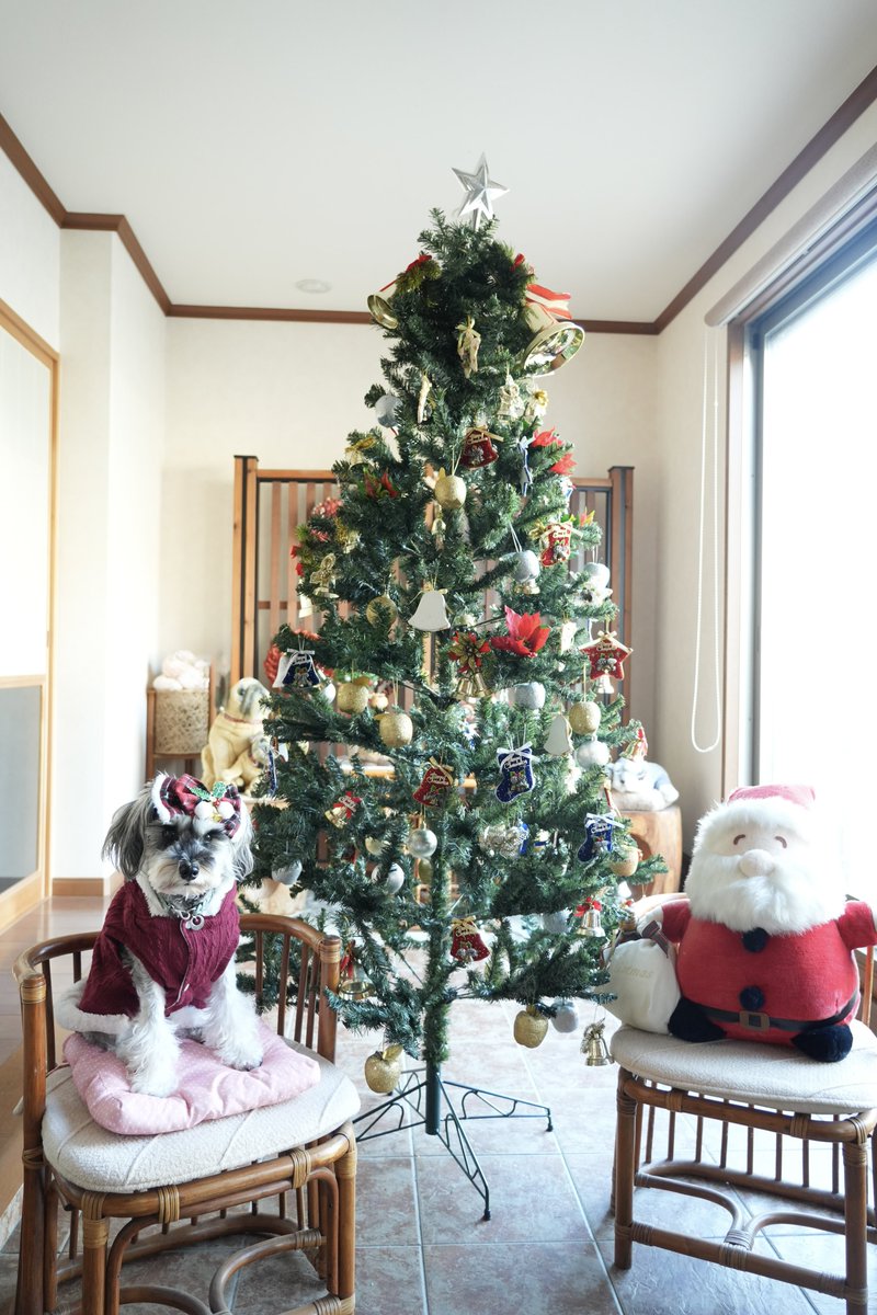 🐨🎀Merry Christmas🎄🔔