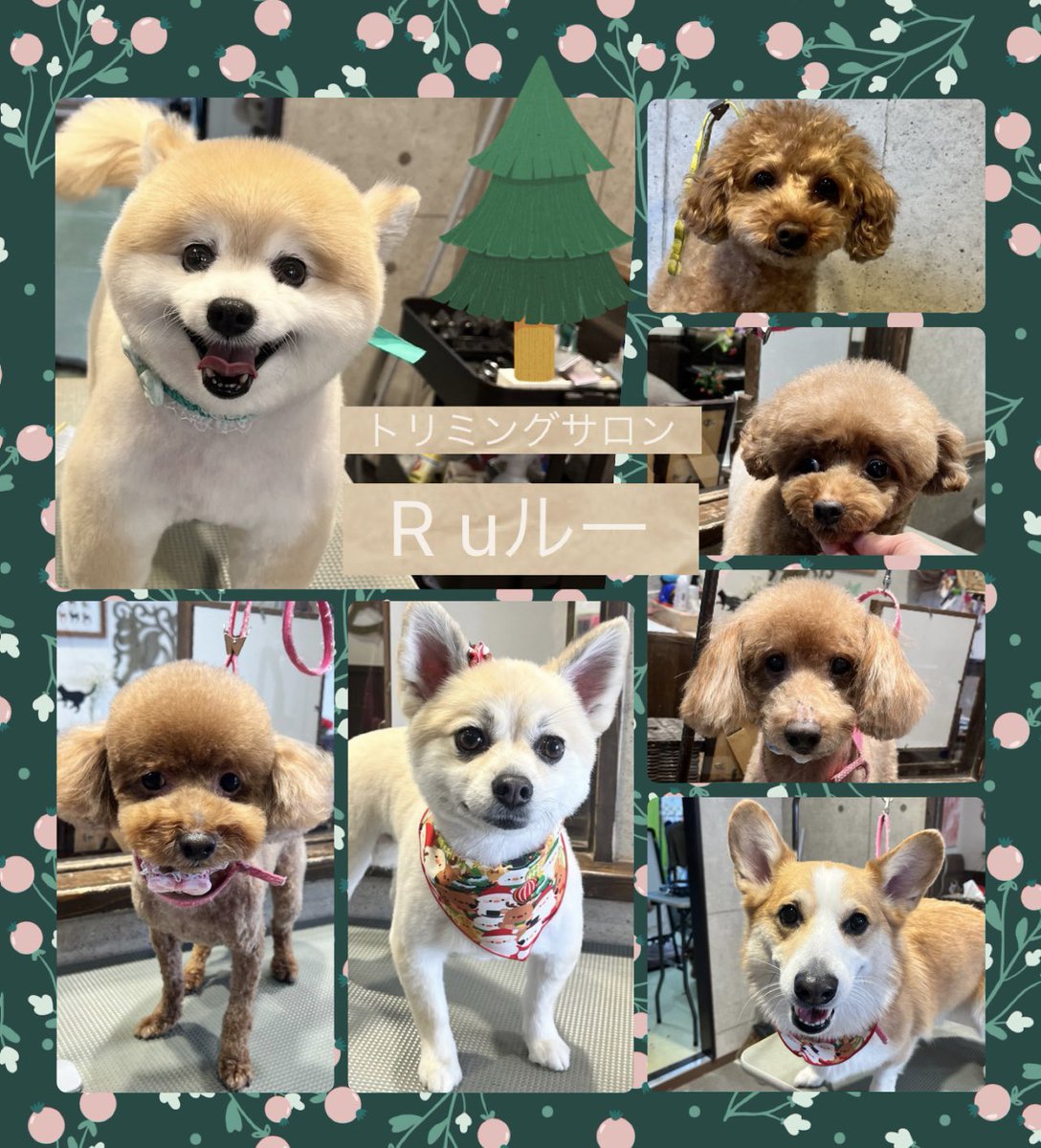 ♡ポメラニアンのココくん
♡トイプードルのぺこくん
♡トイプードルのセピアちゃん
♡トイプードルのロコちゃん
♡ハーフのてんちゃん
♡トイプードルのそらくん
♡コーギーのモグくん
です（╹◡╹）