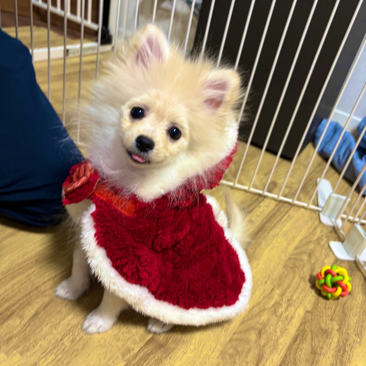 クリスマスワンねぇ🐶