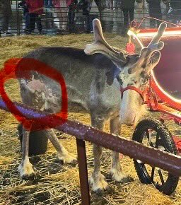 Un informe de <a href="/avat_ma/">AVATMA</a> advirtió hace años que las cabalgatas con animales eran MALTRATO.

Pues al Ayuntamiento de Santander le parece genial contratar a gente que tiene así a los renos.

FIRMA ⬇️⬇️⬇️
change.org/desfilessinani…