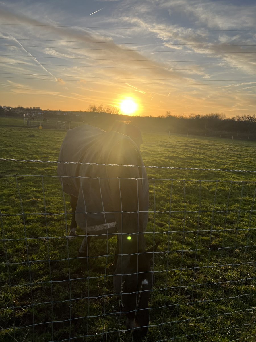 Is_Right's tweet image. Crisp morning walk 🌞🐴