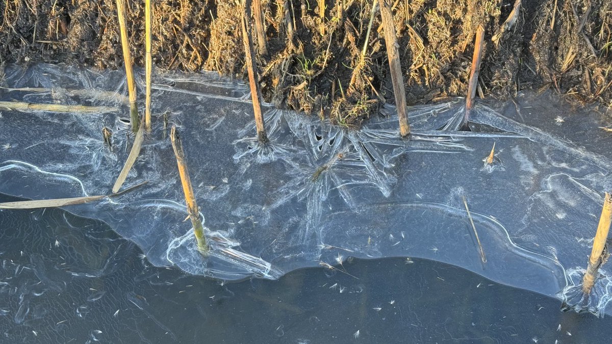 JolandaBakkker's tweet image. ⁦@weerverteller⁩ @BuienRadarNL ⁦@WilliamHuizinga⁩ ⁦@weermanrobert⁩ ⁦@whoebert⁩ ⁦@EdAldus⁩ 🧊 🥶 ⁦@MeteoVoorne⁩ ⁦@Weerplaza⁩ eerste tekenen van #winter #ijs #iceicebaby ⁦@Weermeisje⁩ ⁦@janvissersweer⁩