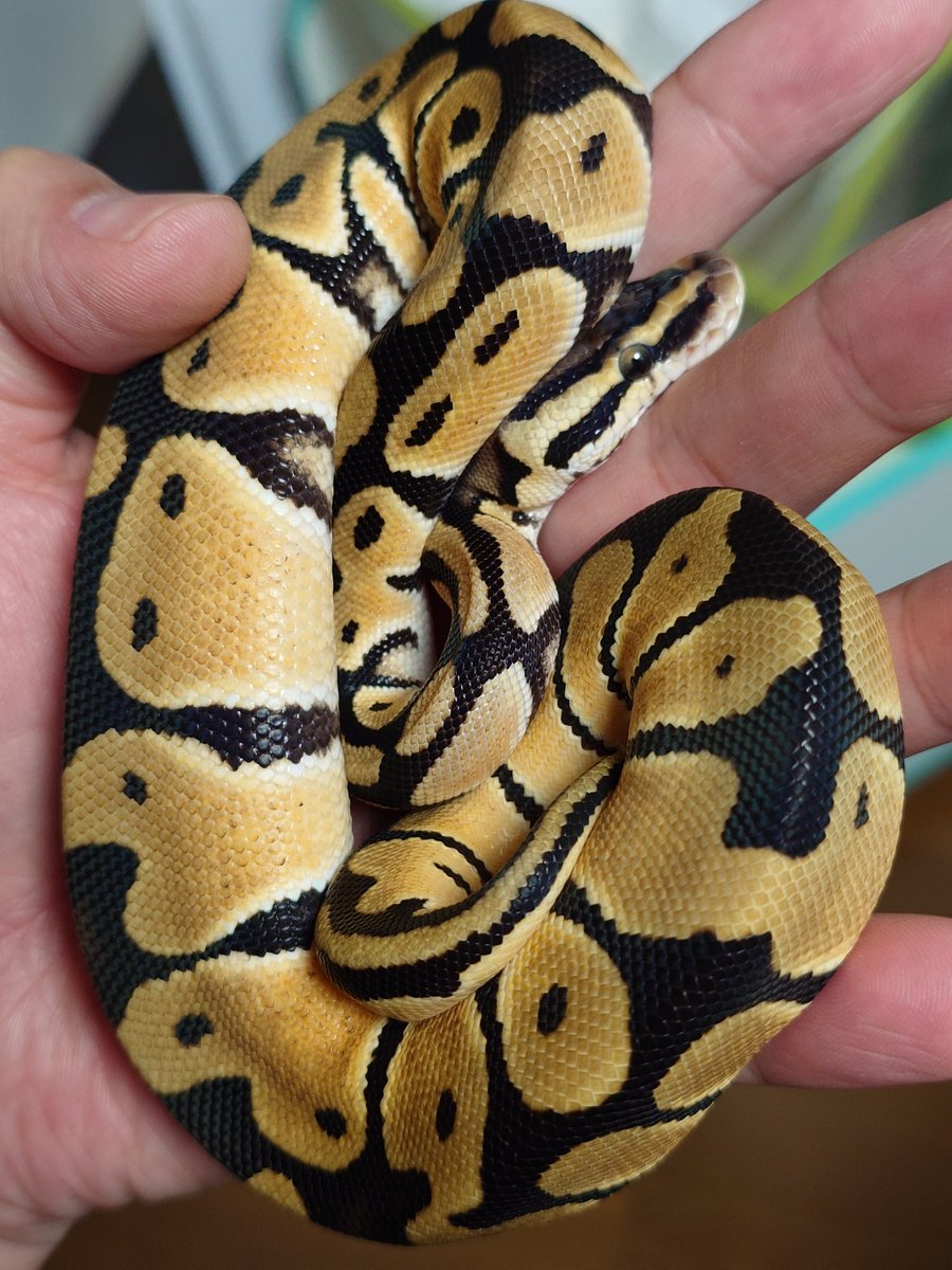 lonchan (@lonchankun) / Posts / X