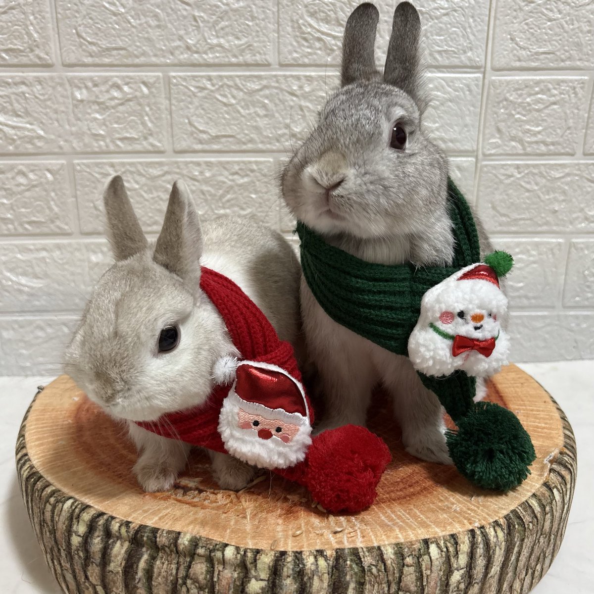 Happy Merry Christmas Eve🐰