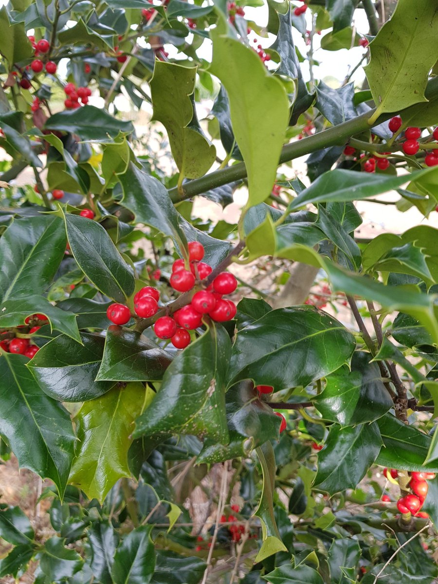 All-Ireland Pollinator Plan tweet media