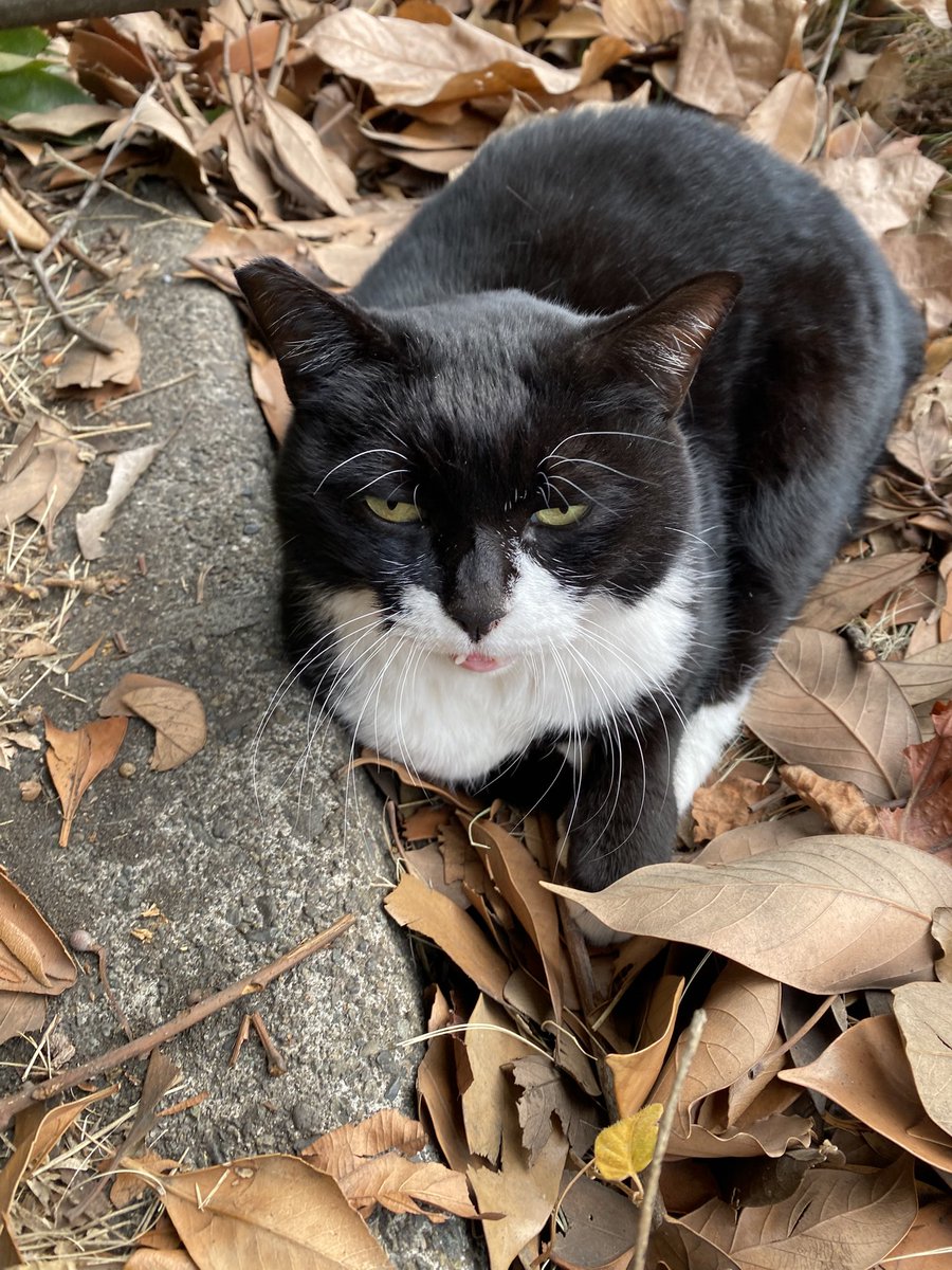 にゃん太郎 (@nyannyan__taro) / Posts / X