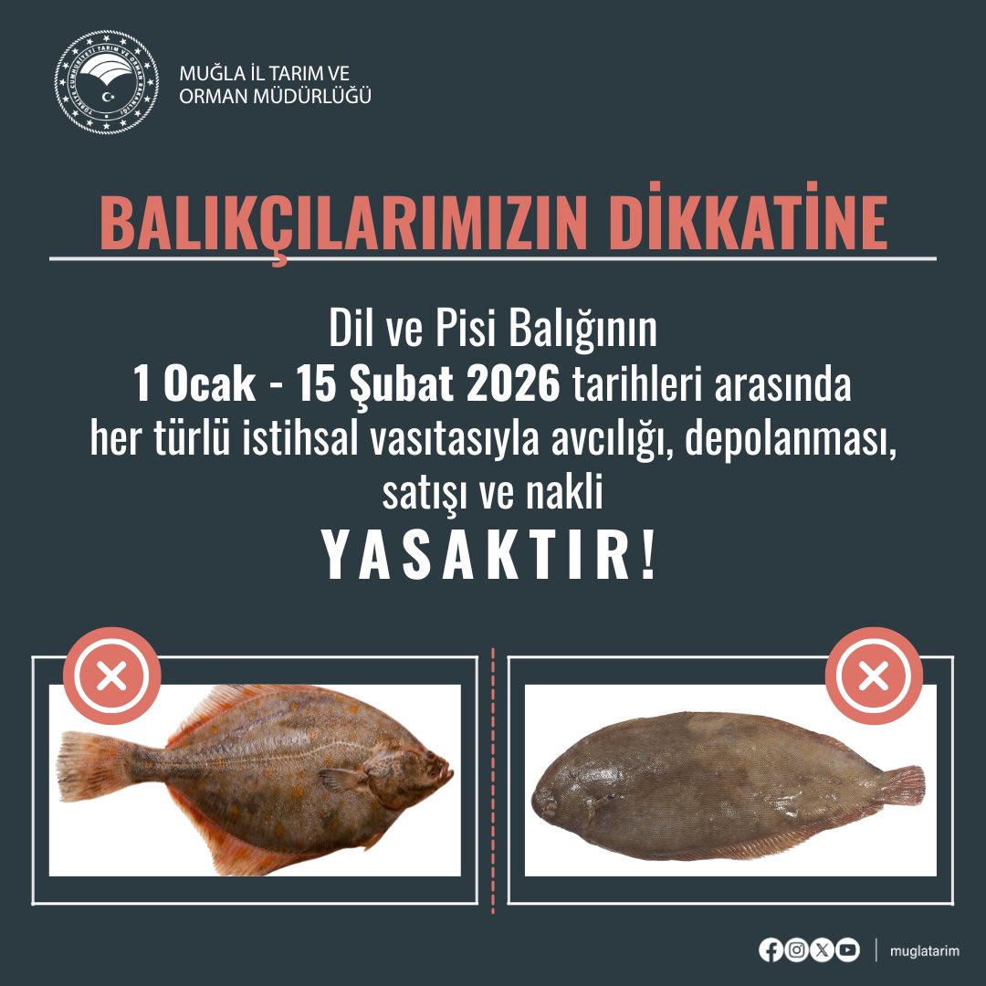 Balıkçılarımızın Dikkatine❗️ 

Dil ve Pisi balığının 1 Ocak- 15 Şubat 2026 tarihleri arasında her türlü istihsal vasıtası ile avcılığı, depolanması, satışı ve nakli YASAKTIR 

<a href="/TCTarim/">T.C. Tarım ve Orman Bakanlığı</a> <a href="/tcmuglavaliligi/">Muğla Valiliği</a> <a href="/bsgmtr/">Balıkçılık ve Su Ürünleri Genel Müdürlüğü</a>