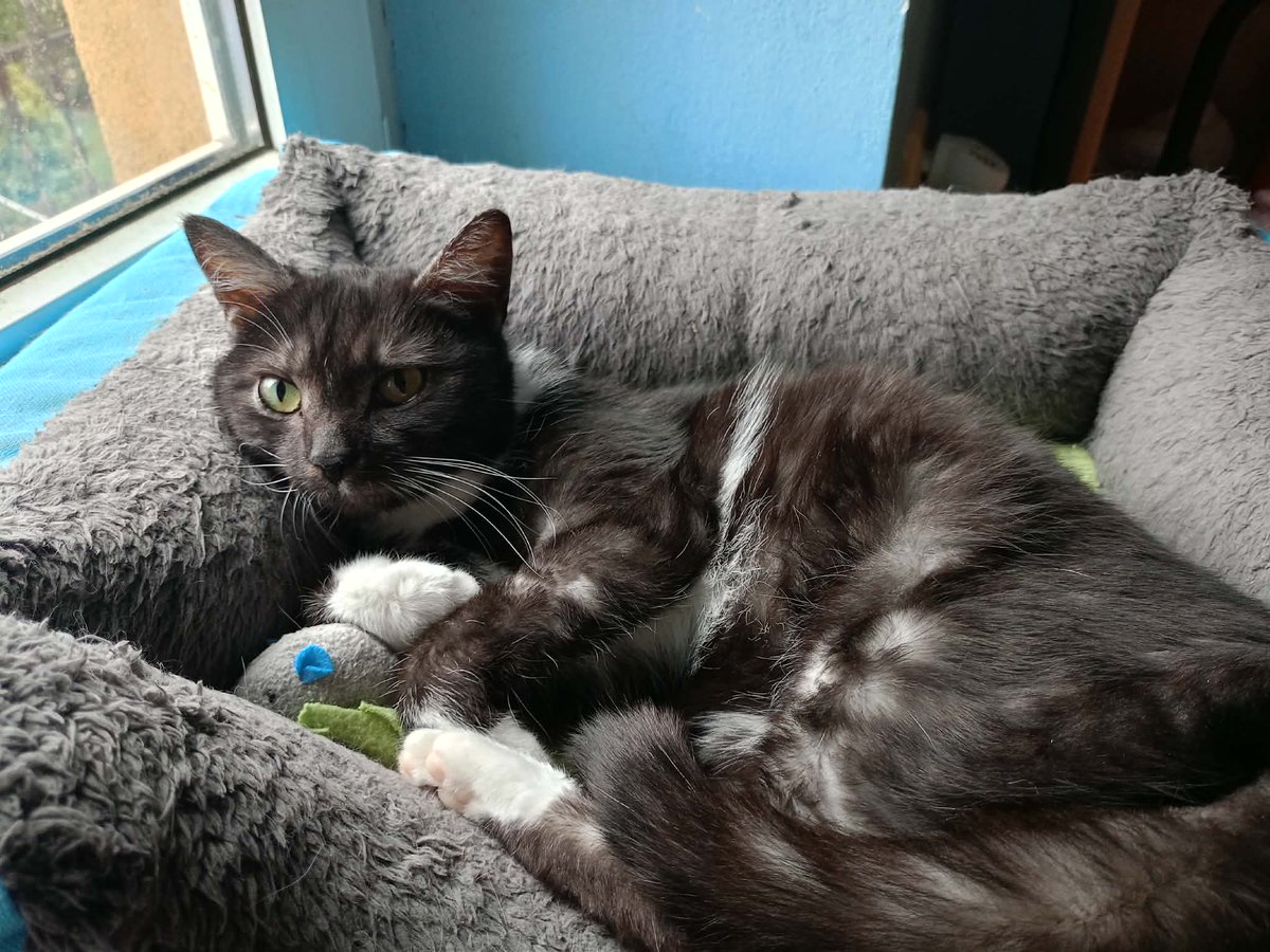 FIP odebrał Liv wszystko: dom, rodzinę, przyszłość. Został strach i ból. Dziś jedyną szansą jest drogie leczenie. Każda złotówka to realny krok do życia. Błagamy o wsparcie 🙏

ratujemyzwierzaki.pl/livka