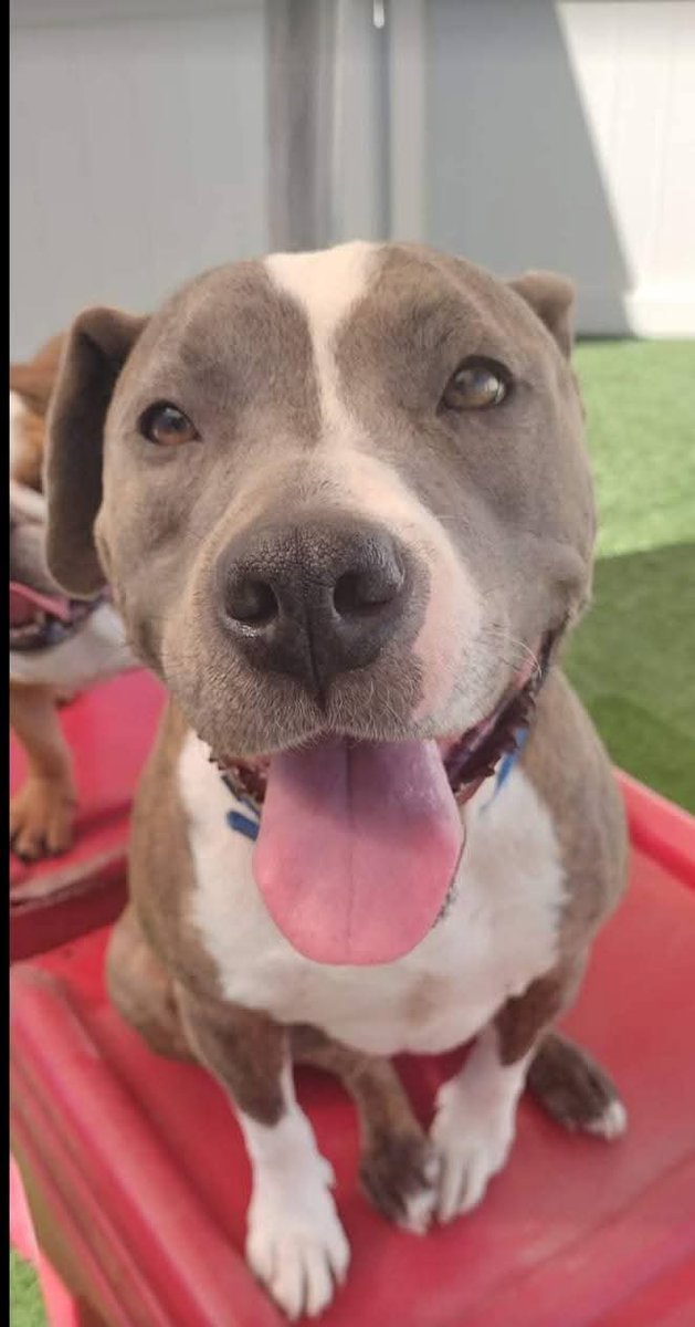 TayDay0527's tweet image. This is my boy Rico! He's had some health issues this past year and has now been referred to a specialist for a procedure he needs in order to pretty much save his life. Please consider checking out and sharing his GoFundMe! 
gofund.me/69f9e5400
#helpRico #pittiesofx #vetbill