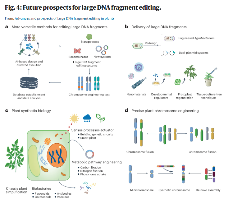 🧩🧩🧩a, Development of more versatile methods for editing large DNA fragments. Large DNA fragment editing systems, including recombinases and transposases, along with novel systems, can be developed through big data mining and optimized by AI-assisted rational protein design.