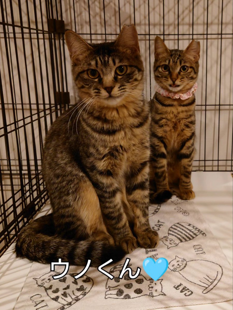 nekokatsu_1's tweet photo. トレスちゃん❤

推定2025年4-5月生まれ🐣

ひかえめで

おしとやかな女の子🎀

とっても慎重派さんです。

でもね、
思いっきり遊んでみたいな
って、ちょっと思ってる。

穏やかにのびのび暮らせ��

ずっとのお家まってます🏠️✨️

😺😺ウノくんとは、仲良し兄妹です😊

@大宮日進店　
＃ねこかつ #保護猫 #保護猫カフェ #埼玉県 #川越市 #さいたま市 #北区 #日進 #大宮区 #里親募集 #ほごねこと暮らす #猫とくらす