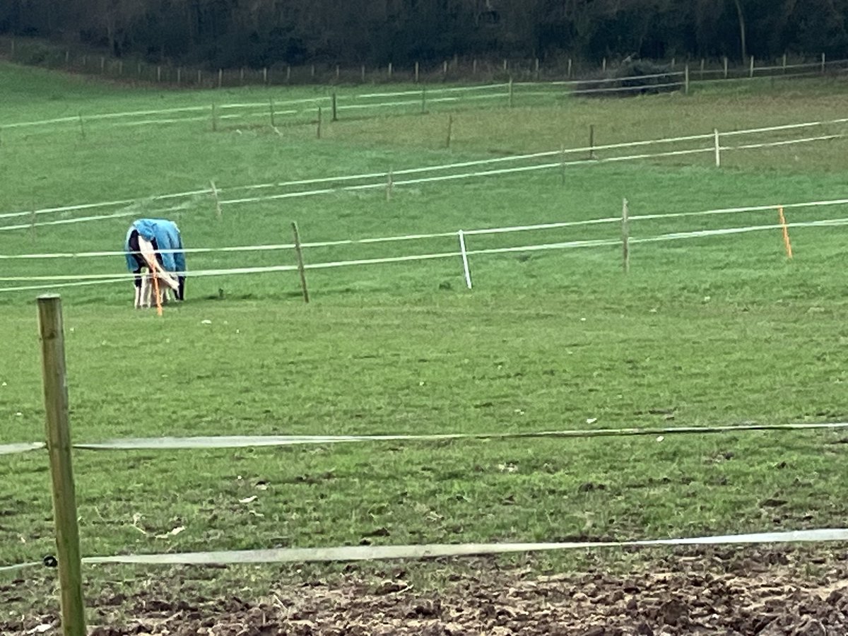 Yesterday new paddock been swapped  direction so shade and shelter . So less than 3 hours later escaped  out all night roaming all the resting fields not his fault up at 6 .30 reinforcement of fence with battery back up home by  9.30 freezing  I give up