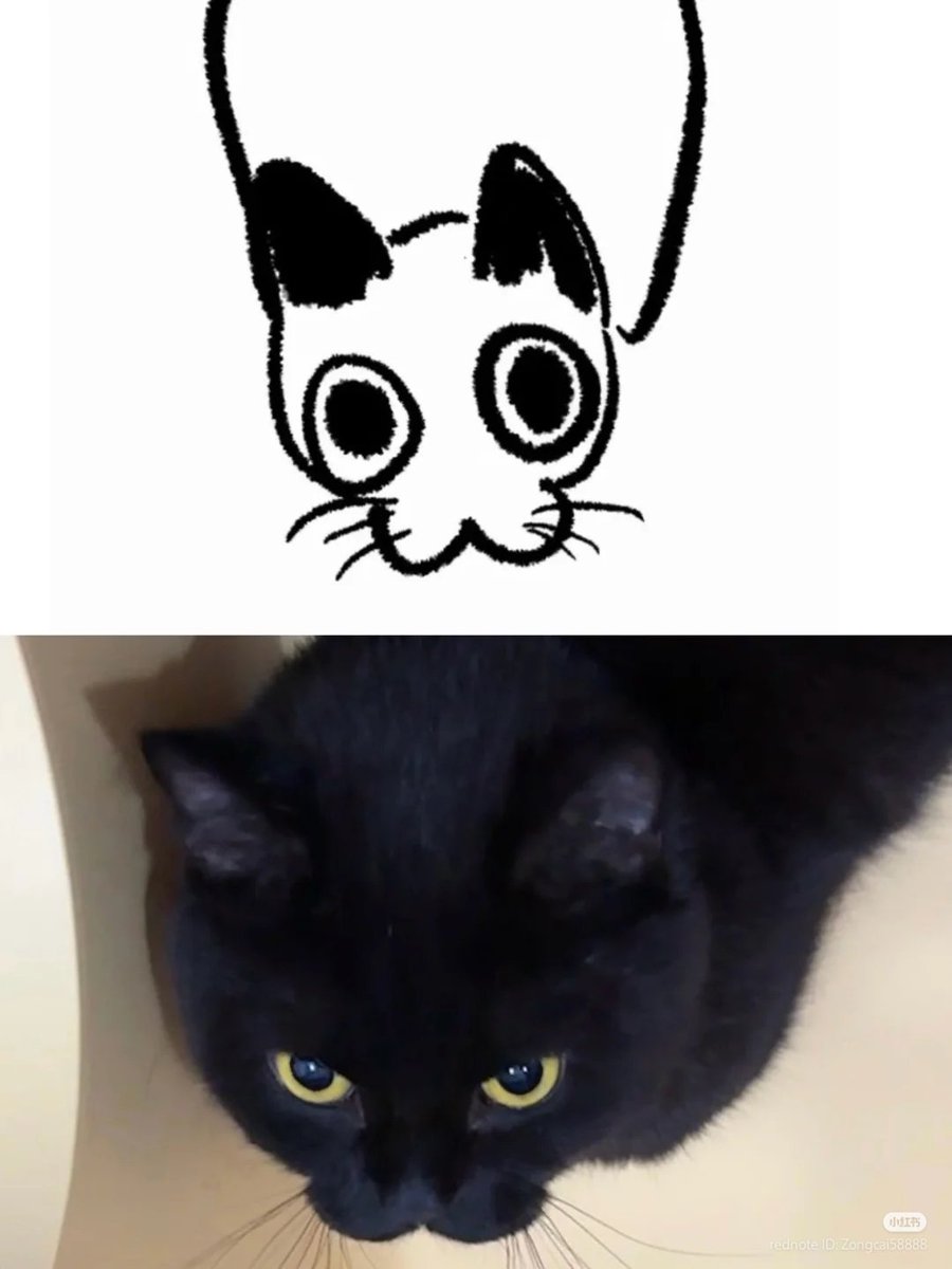 nocontextscats's tweet image. :3