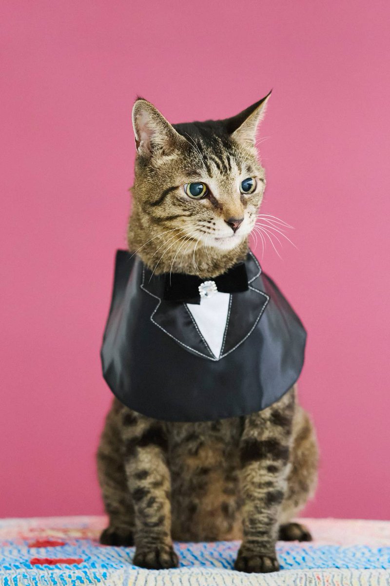 田中すみれ (@Suuchan_t) / Posts / X