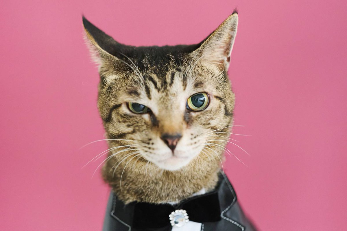 田中すみれ maxresdefault.jpg?sqp=-