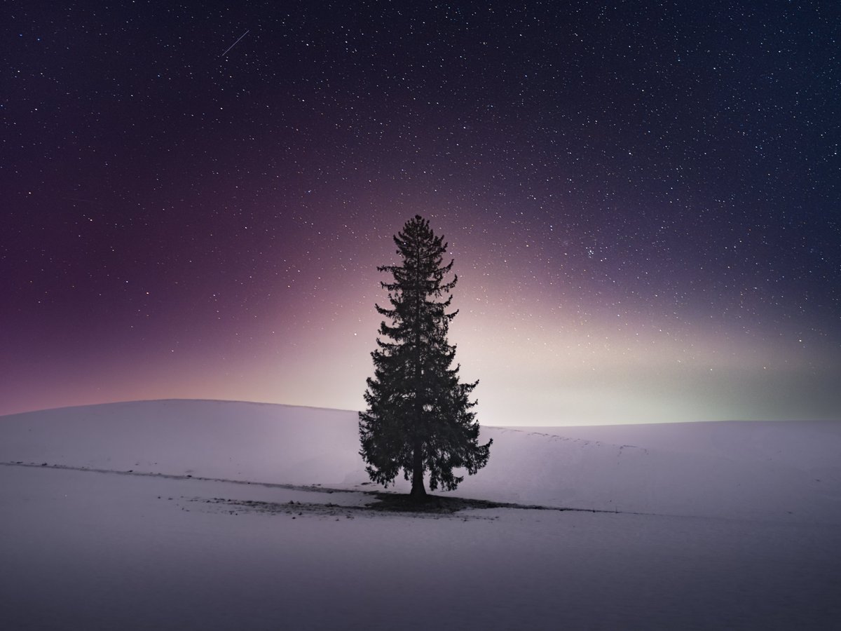 冬の光  青紫の星空に抱かれて、雪原にぽつりと立つ一本のトウヒの木。その凛と