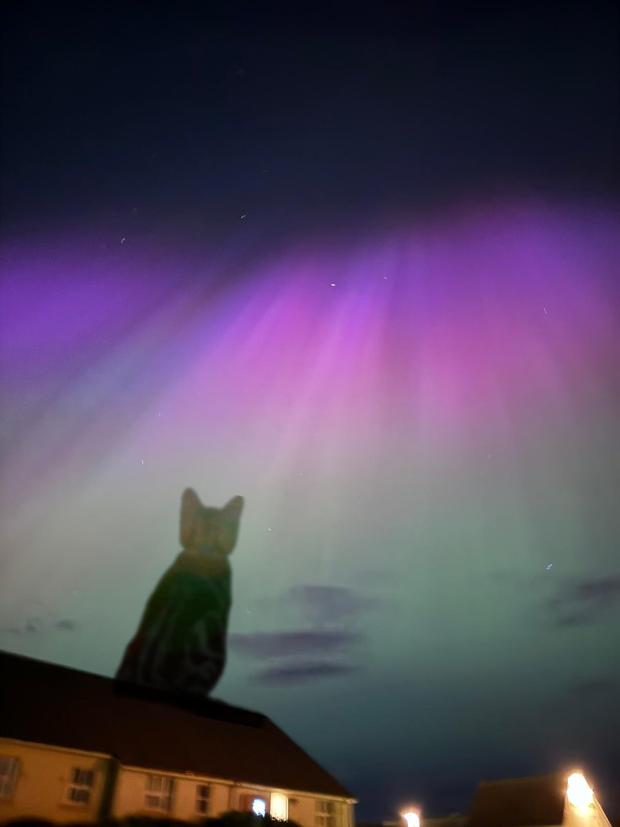 Giant Cats Of Dunbar tweet media