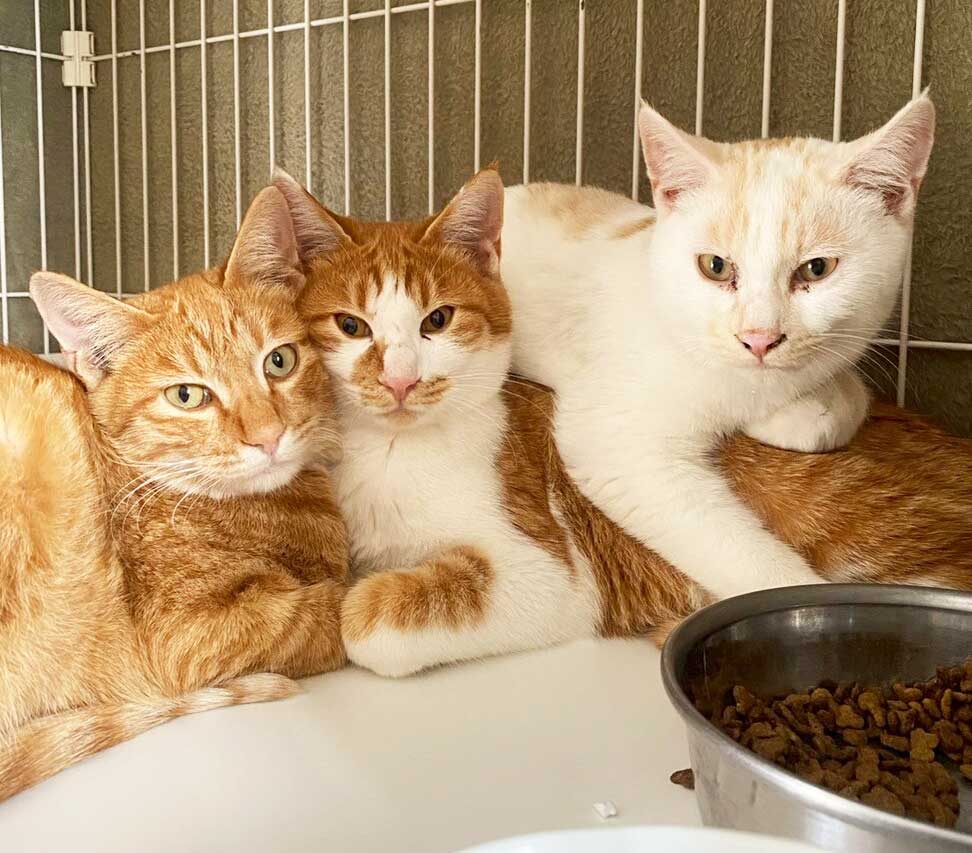 【12/27(土)　今年最後の譲渡会】 
ペットのおうち 野々市シェルターで譲渡会が開催されます！

被災地では瓦礫の撤去が進み、雨風をしのげる場所が減りました。
雪の季節を迎える前に、保護が必要な猫たちがまだたくさんいます。

年末年始に保護を予定しているため、