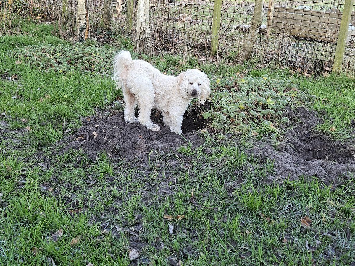 Ik graaf gaten in de tuin. Mag dat?