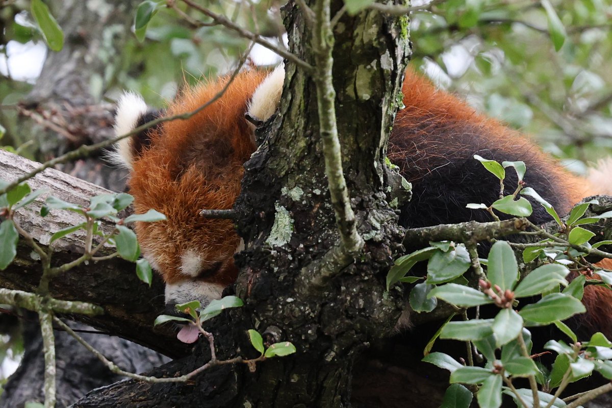 くまぱん (@panpanda145) / Posts / X