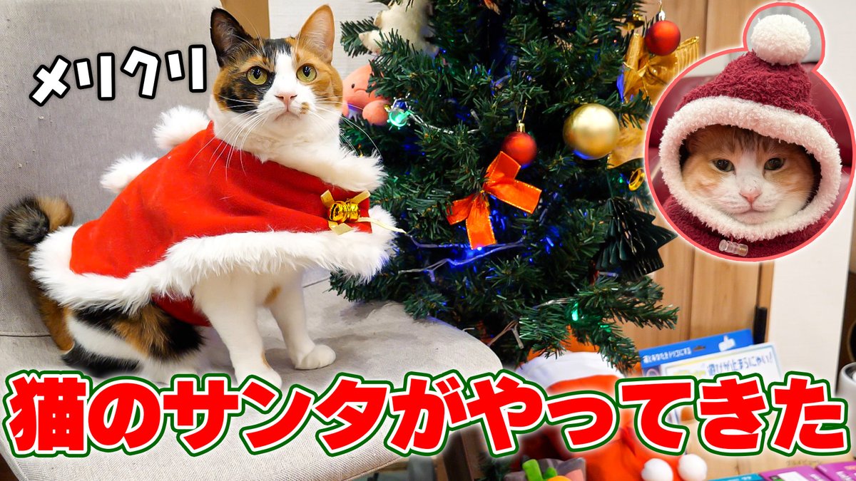 今年1年いい子にしていた猫たちの元へサンタさんからプレゼントが届き