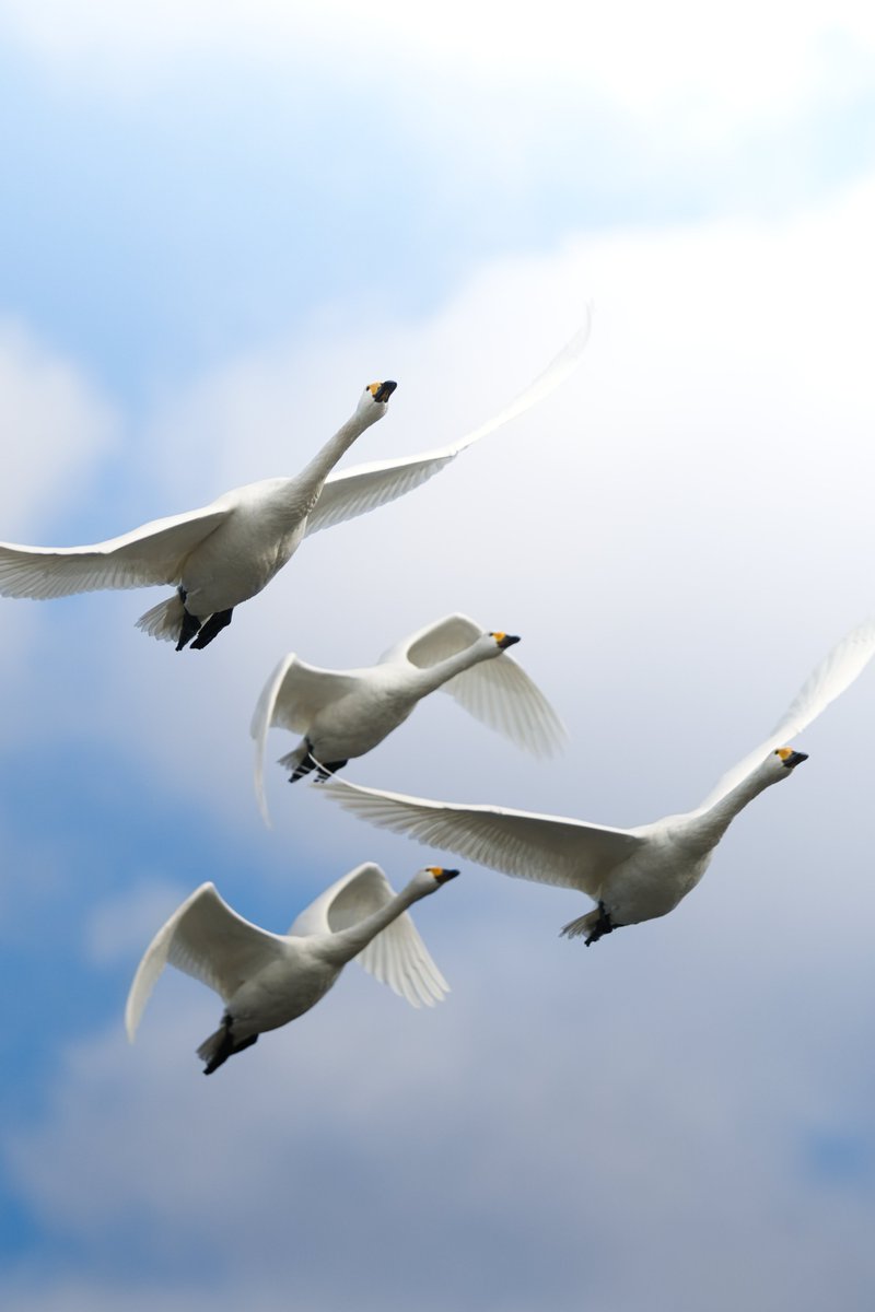 ブルーインパルスみたいな白鳥が撮れた🦢 #Nikon #Z8 #nikoncreators