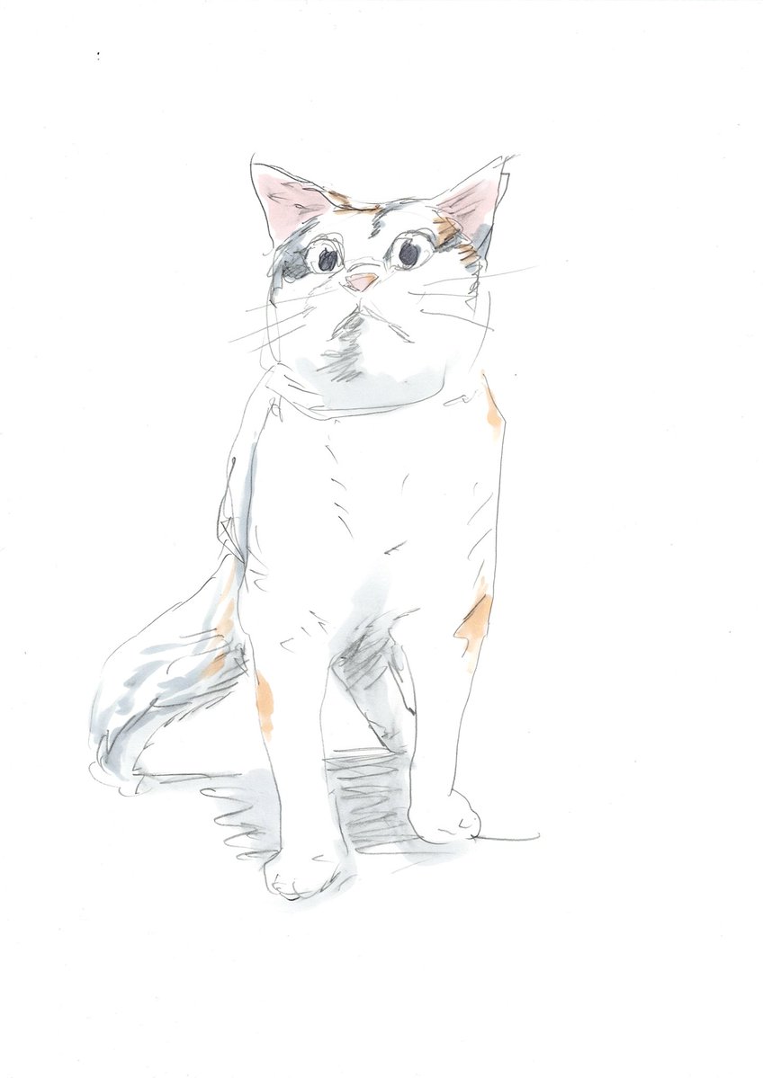 ミケちゃん (@ojm52811) / Posts / X