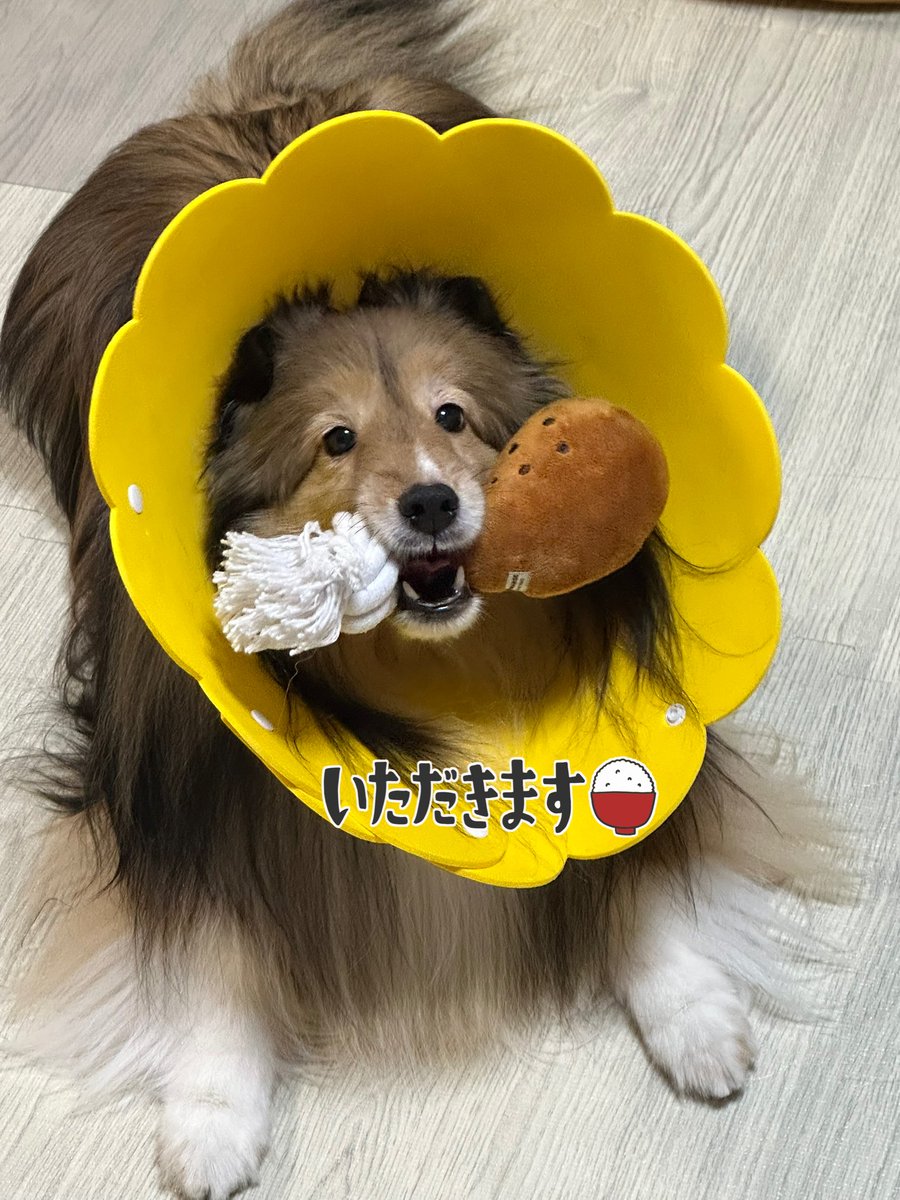 【325】しおんページ しおんとかのん🍒💖 (@shion_to_kanon) / Posts / X