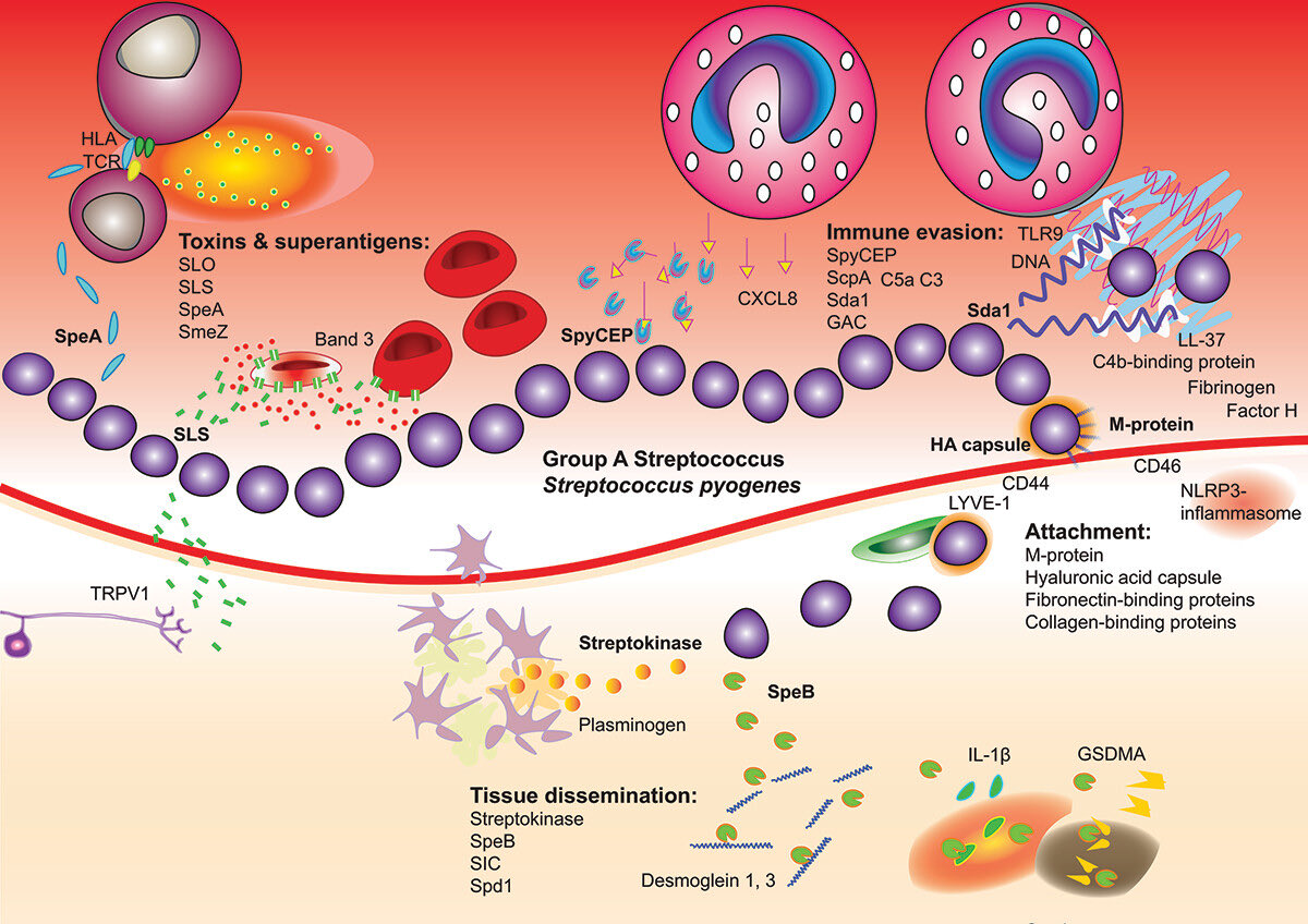 Wataru Hayashi / 林 航 tweet media