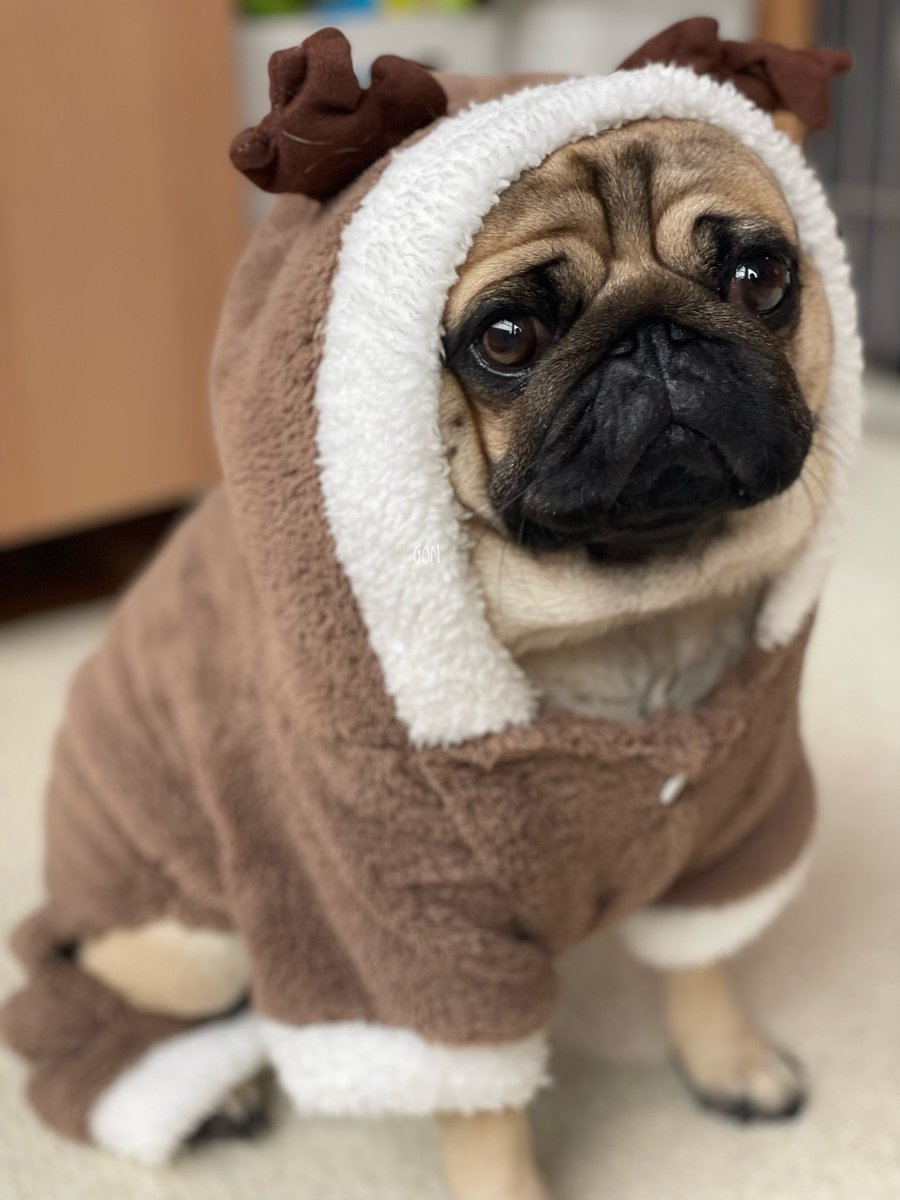 ばぐパグ (@pugbagu) / Posts / X