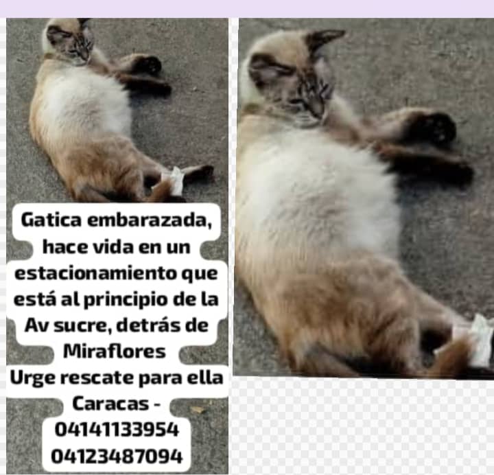 Caso de 3ros 👇👇👇 en la ciudad de Caracas 🇻🇪🇻🇪🇻🇪 Por favor darle máxima difusión para ayudar a esta bb. Mil gracias de antemano