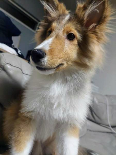 🐶🆘【#秋田県迷子犬】🎈
🔷2025.12.23⏰21時台
🔴秋田県秋田市新屋鳥木町
▶︎有料老人ホームあらや付近で散歩中迷子になった〝レオ君♂〟を探しています🐾
🍀レオ君発見に皆様のお力をお貸しください🙇‍♂️
#迷子犬 #秋田市 #新屋鳥木町
#老人ホームあらや #シェルティ
maigo-pet.net/dog/25375