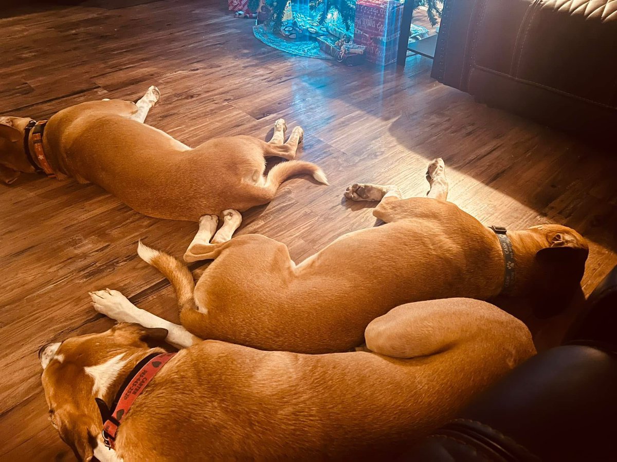 Still 350lb of big babies. 🥹