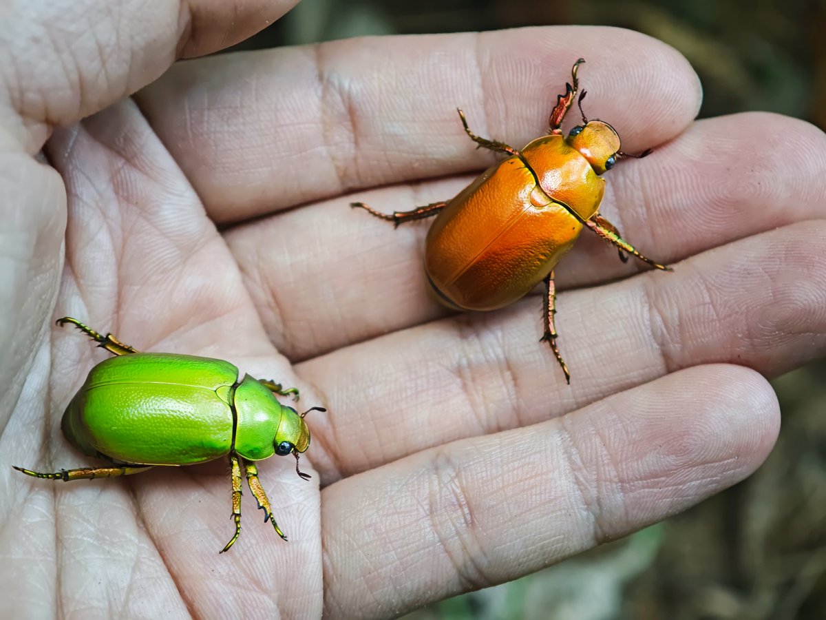 激レア　青いクリスマスビートル　昆虫標本　虫 激レア 青いクリスマスビートル 昆虫標本 虫 オーストラリア産