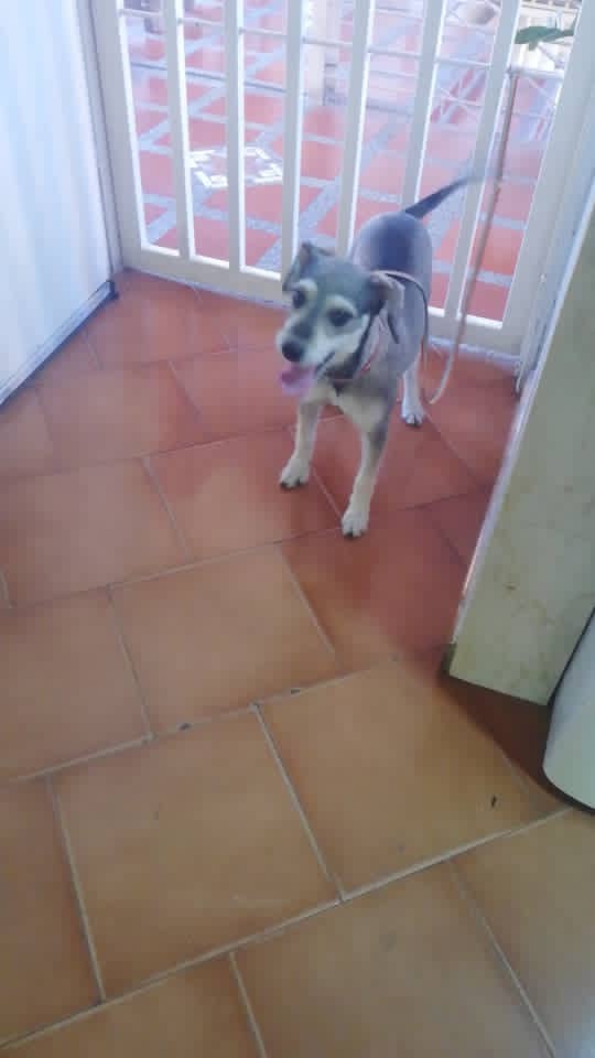 Información de Otro Grupo ➡️ ➡️ ➡️: Me encontré a esta Cachorrita entró a la urbanización cuando abrí la puerta. No sé si está perdida o la botaron. Urge adopción 🙏🏻
Contacto 
0412-551-45-76
Ubicación El torreón Guarenas-Edo Miranda 🇻🇪🇻🇪🇻🇪