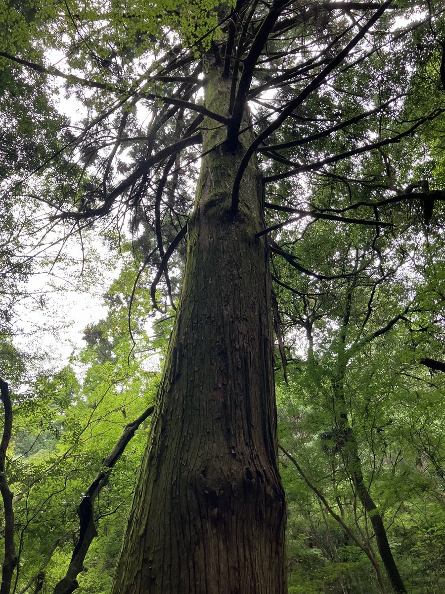 野生のクリスマスツリーの木