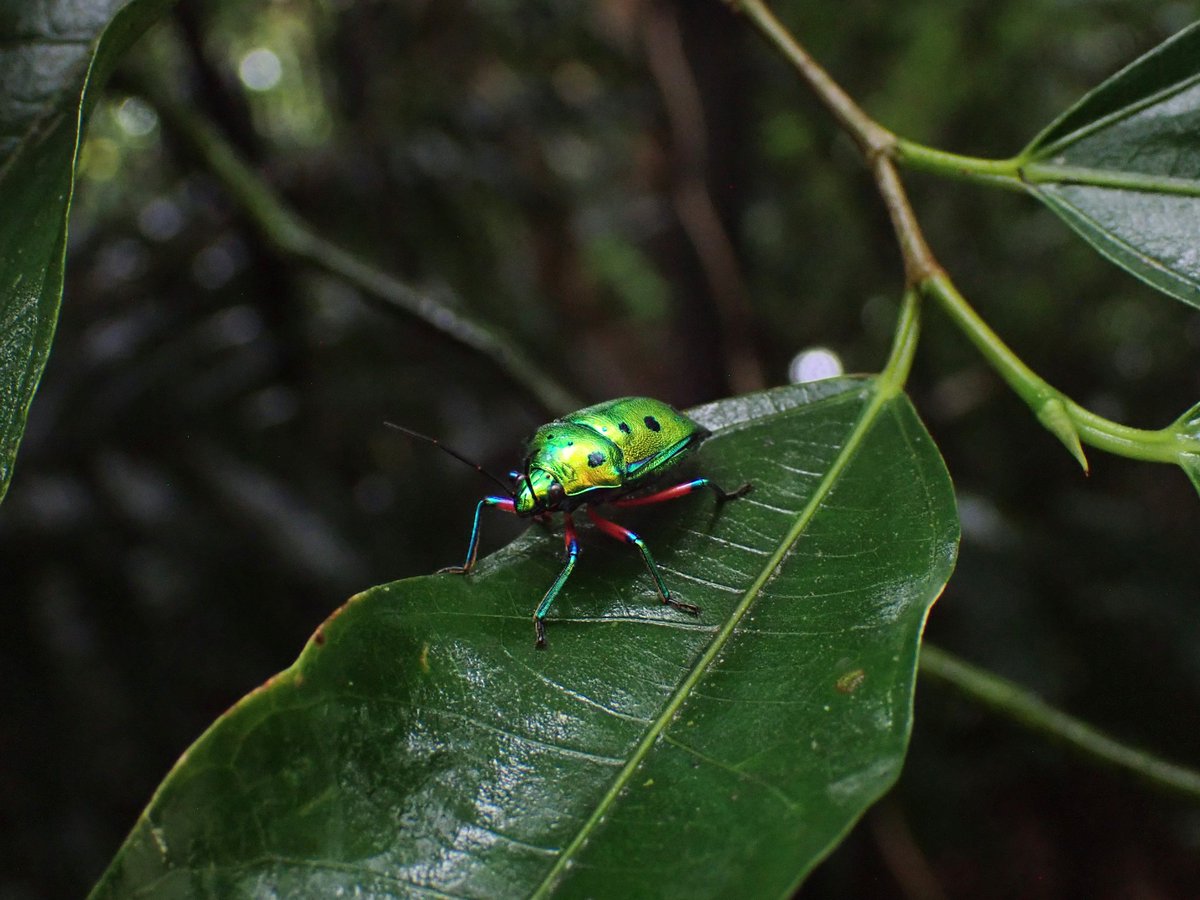 クリスマスっぽい日本のカメムシ🎄