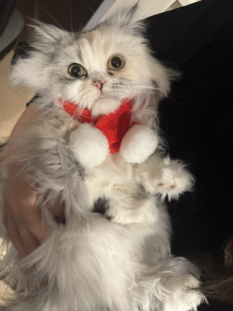 ルナちゃん🎀成長日記🫧 (@cat1121cat) / Posts / X