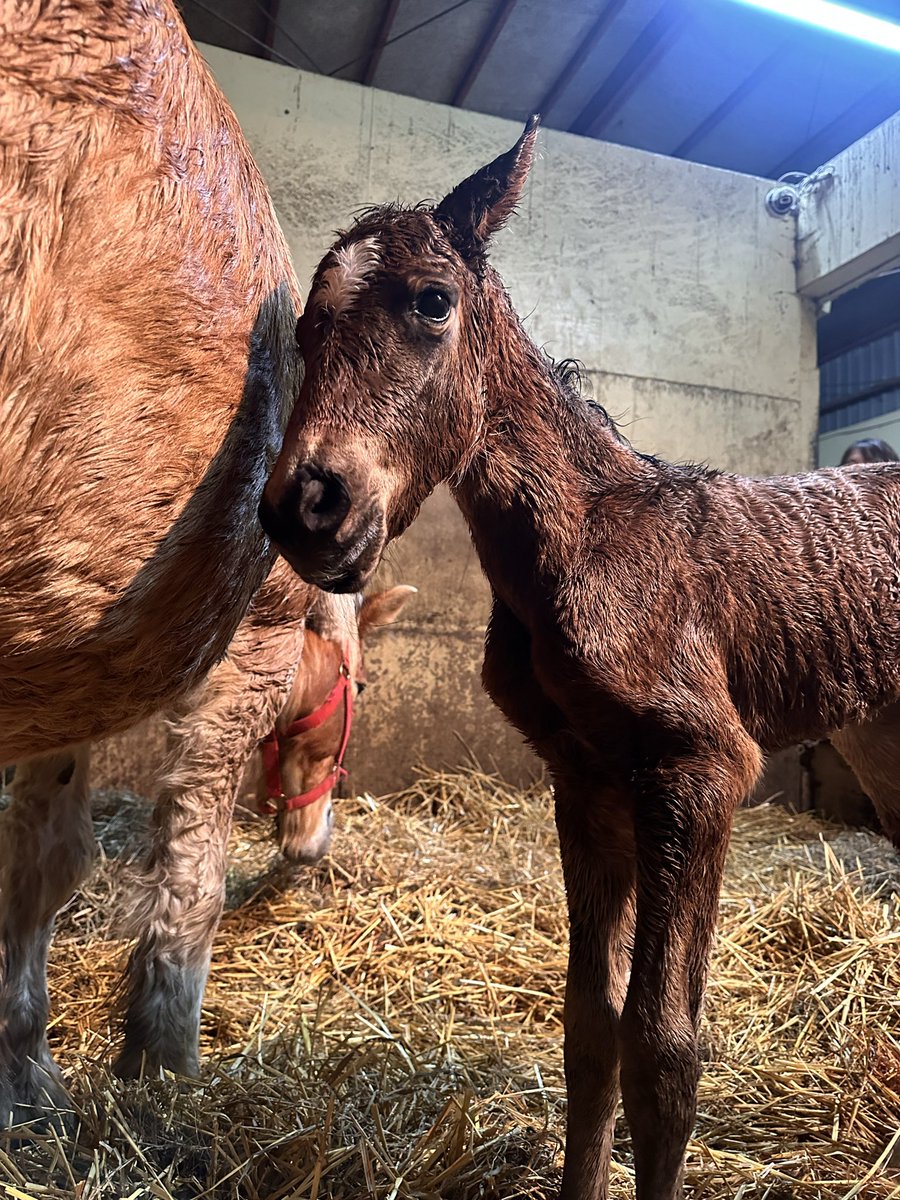 スージー (@deepimpactfan25) / Posts / X