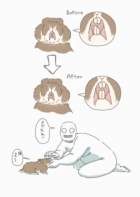 うさぎの前歯が治りました
不正咬合じゃなくて本当によかった🐇 