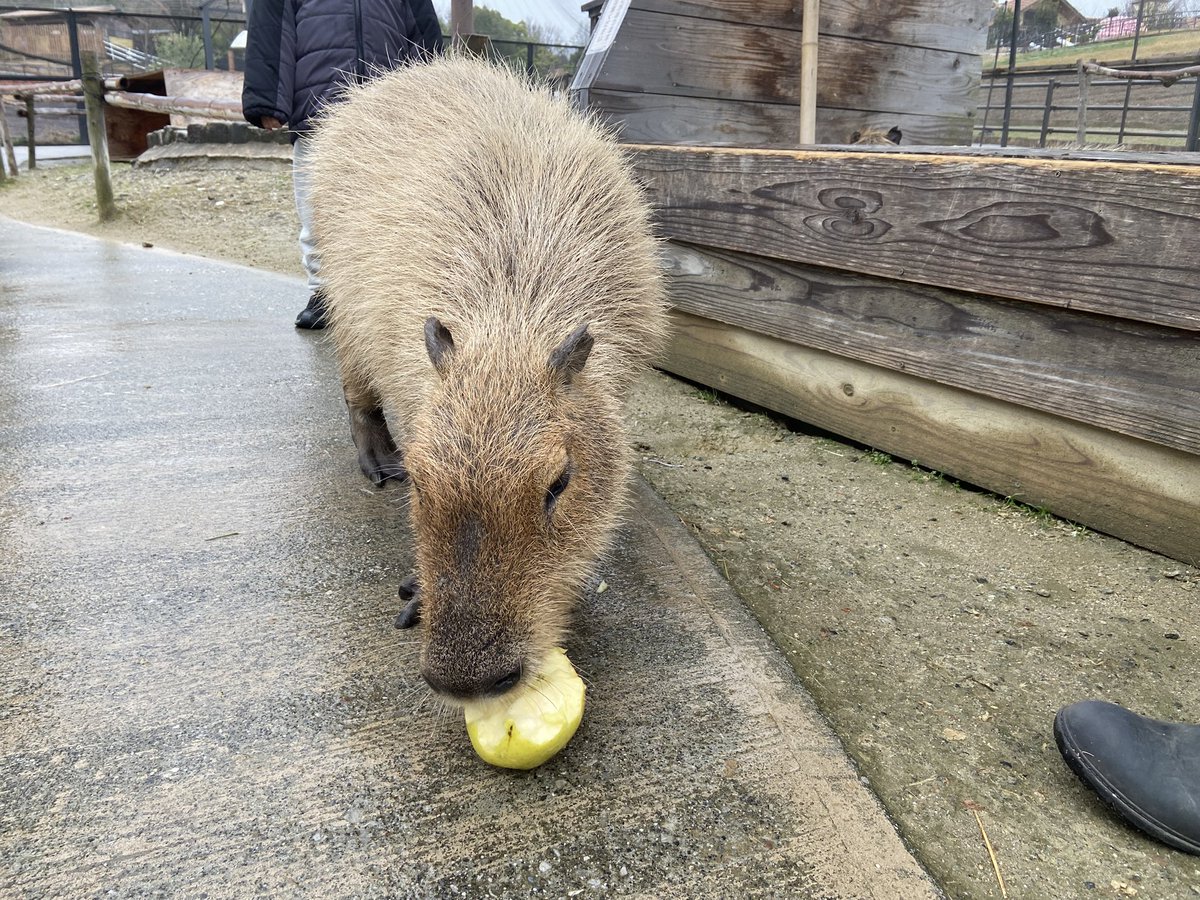 優しいスタッフさんがひぃにりんご🍎取ってくれてん。