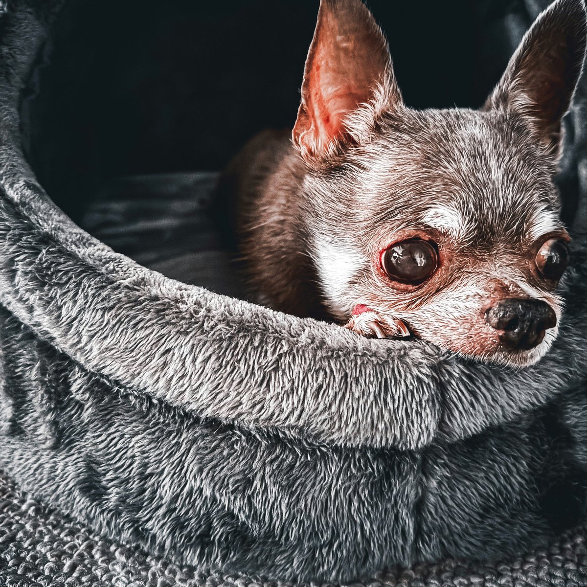 🎄Merry Christmas🎄 🐾