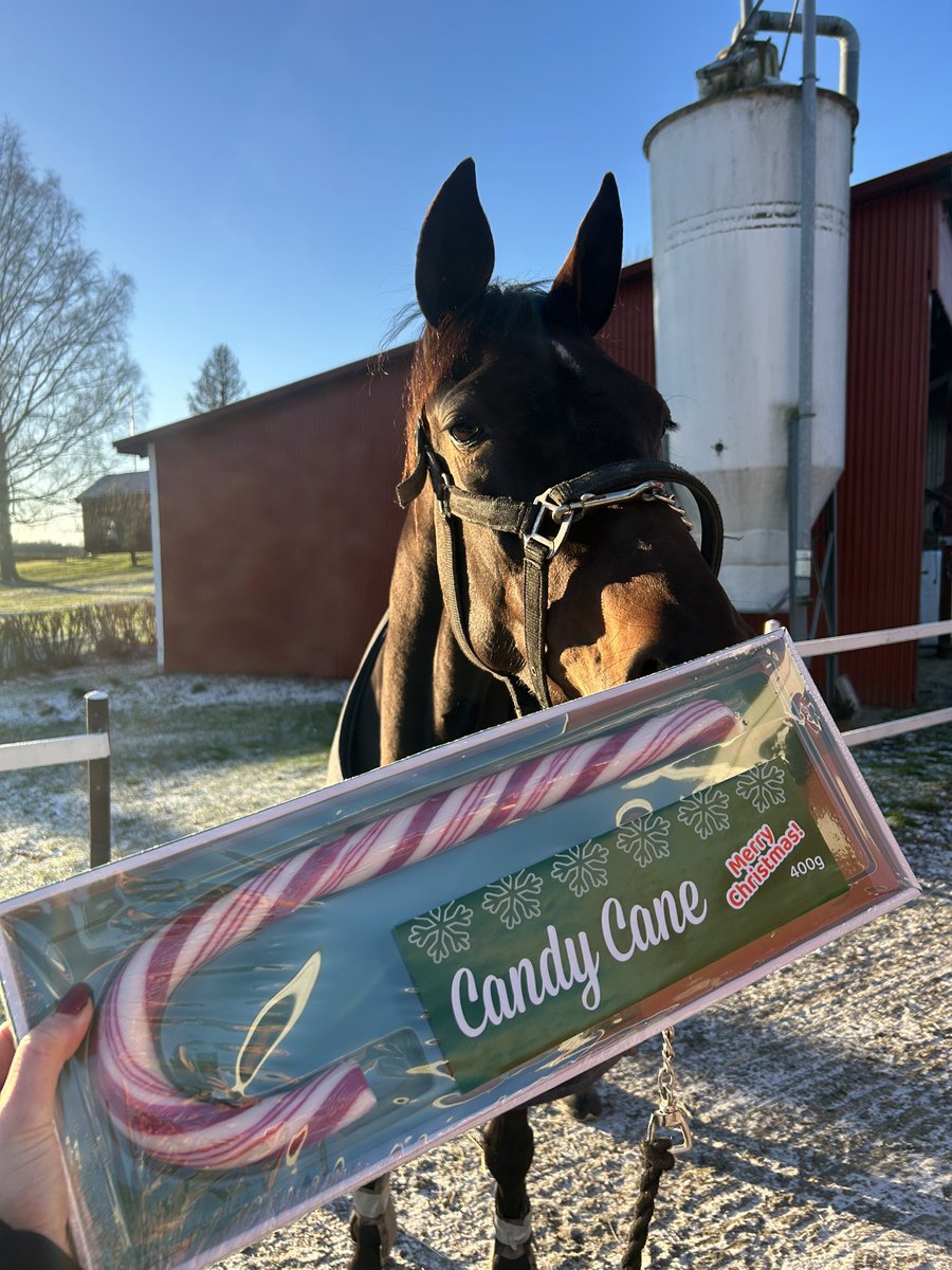 jblomander's tweet image. God jul önskar Clark Olofsson som inte alls gillade polkagris som hästarna på Instagram 🎄🎅🏻💫